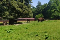 Wycieczka do Białowieży 16.07.2023r.